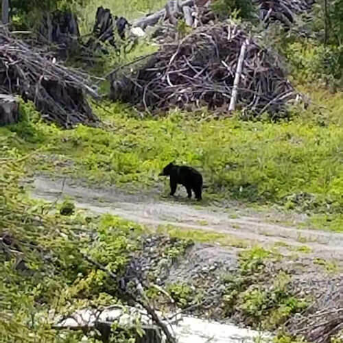 A bear walks on a dirt path through a forested area. In the foreground is a stream, and along its bank are grassy and leafy patches intermixed with mud slopes. In the background on the far side of the path among the green vegetation are fallen trees.