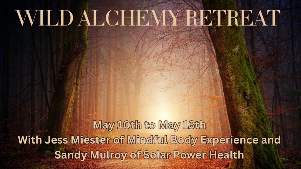 The sun glows through a break in the trees amidst a forest. Blanketing the ground are hundreds of fallen red leaves. Text reads, 'Wild Alchemy Retreat. May 10th to 13th. With Jess Meister of Mindful Body Experience and Sandy Mulroy of Solar Power Health.'
